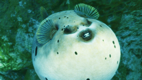 Pufferfish